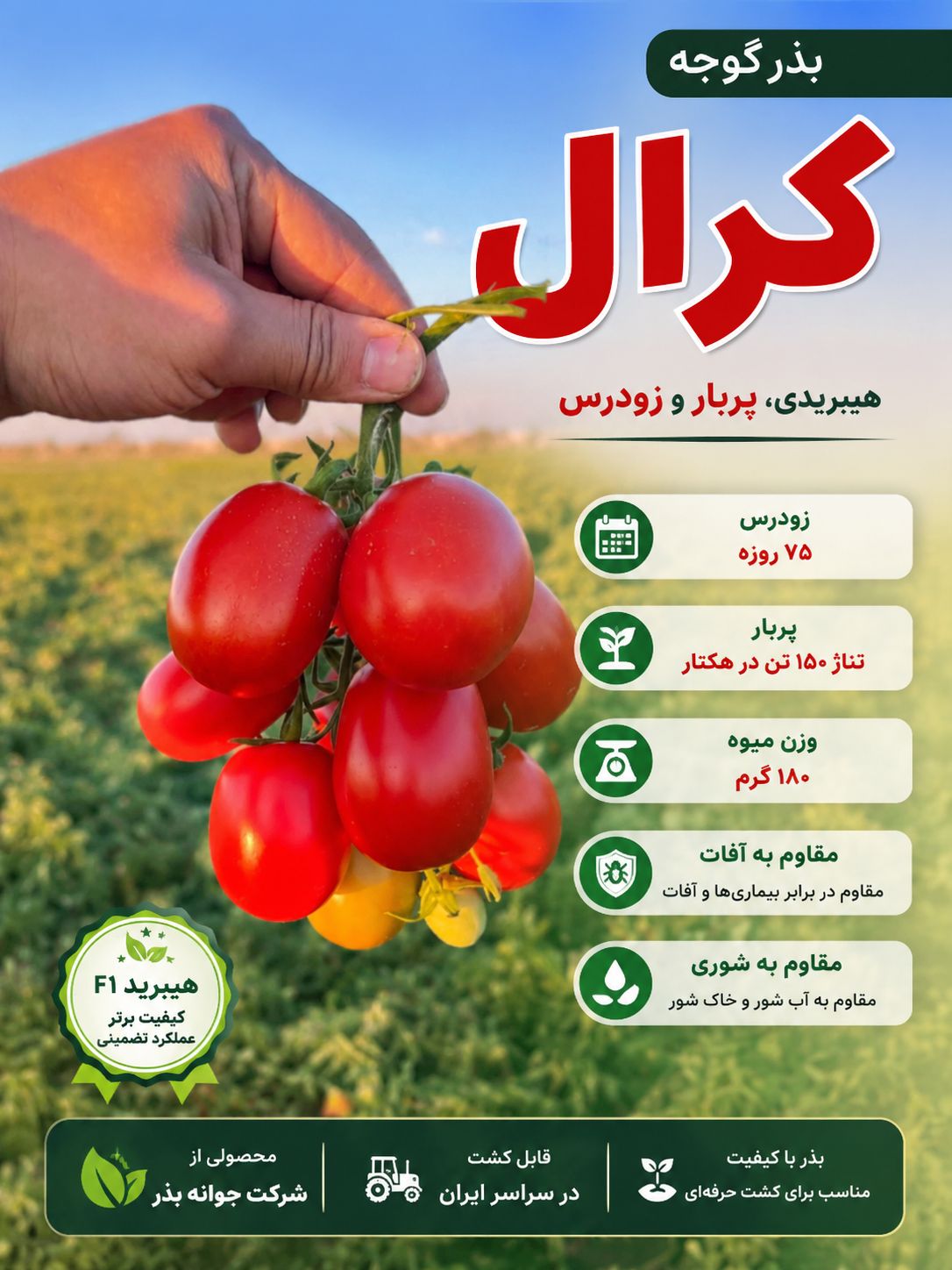 بذر گوجه فرنگی کرال