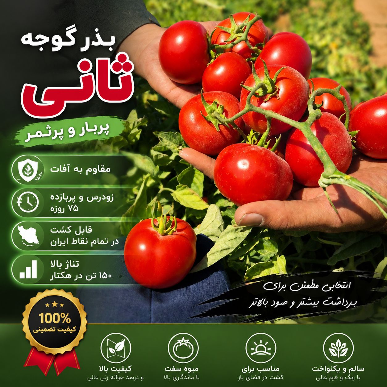 بذر گوجه فرنگی ثانی