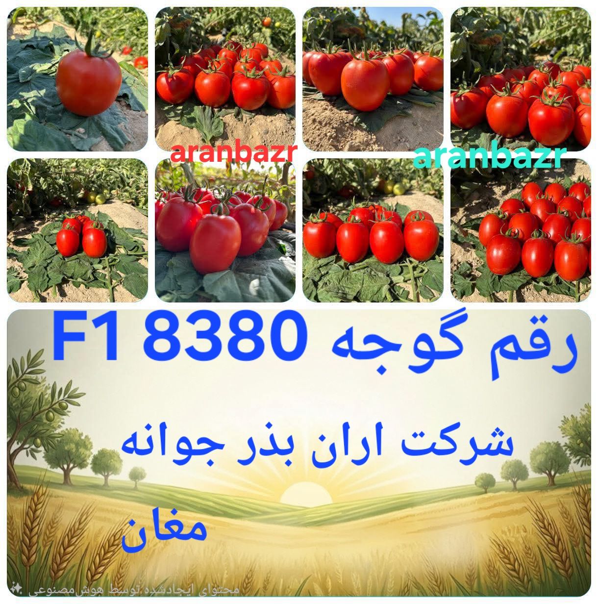 بذر گوجه فرنگی 838