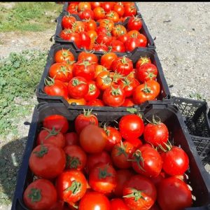 بذر گوجه‌فرنگی مقاوم به آفتاب‌سوختگی راهنمای انتخاب رقم گرد