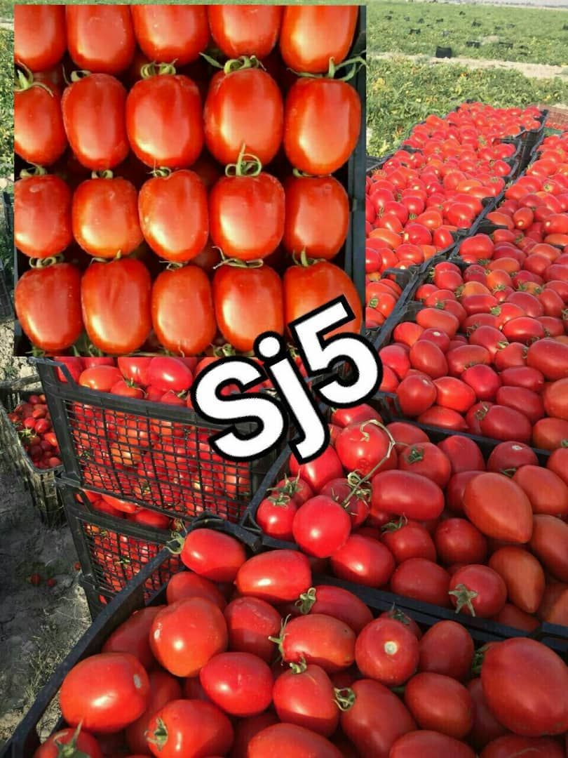 بذر گوجه فرنگی اس جی ۵