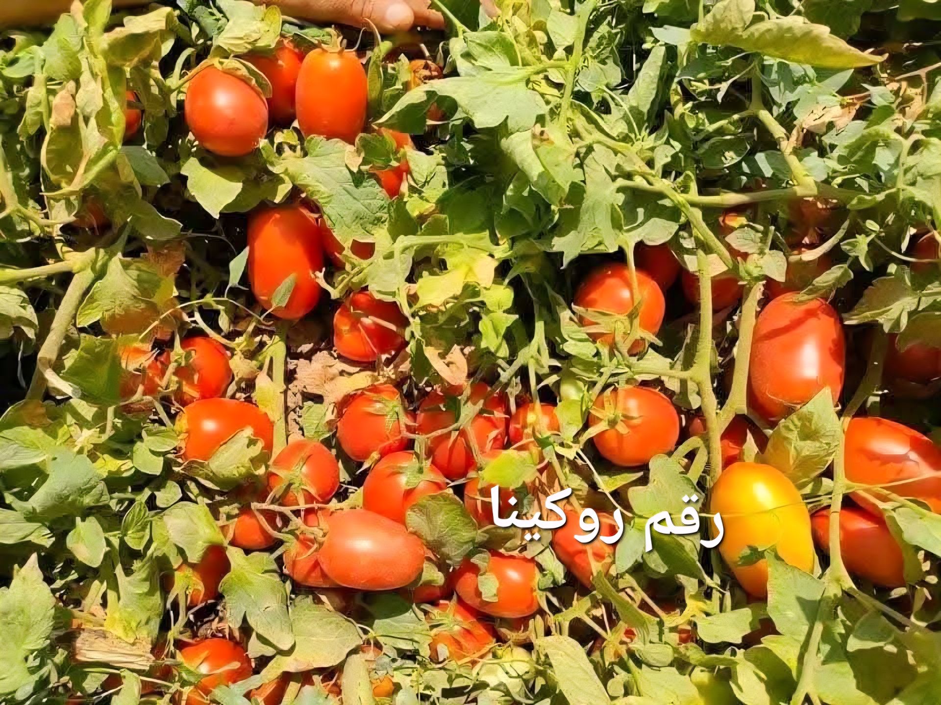 بذر گوجه فرنگی روکین