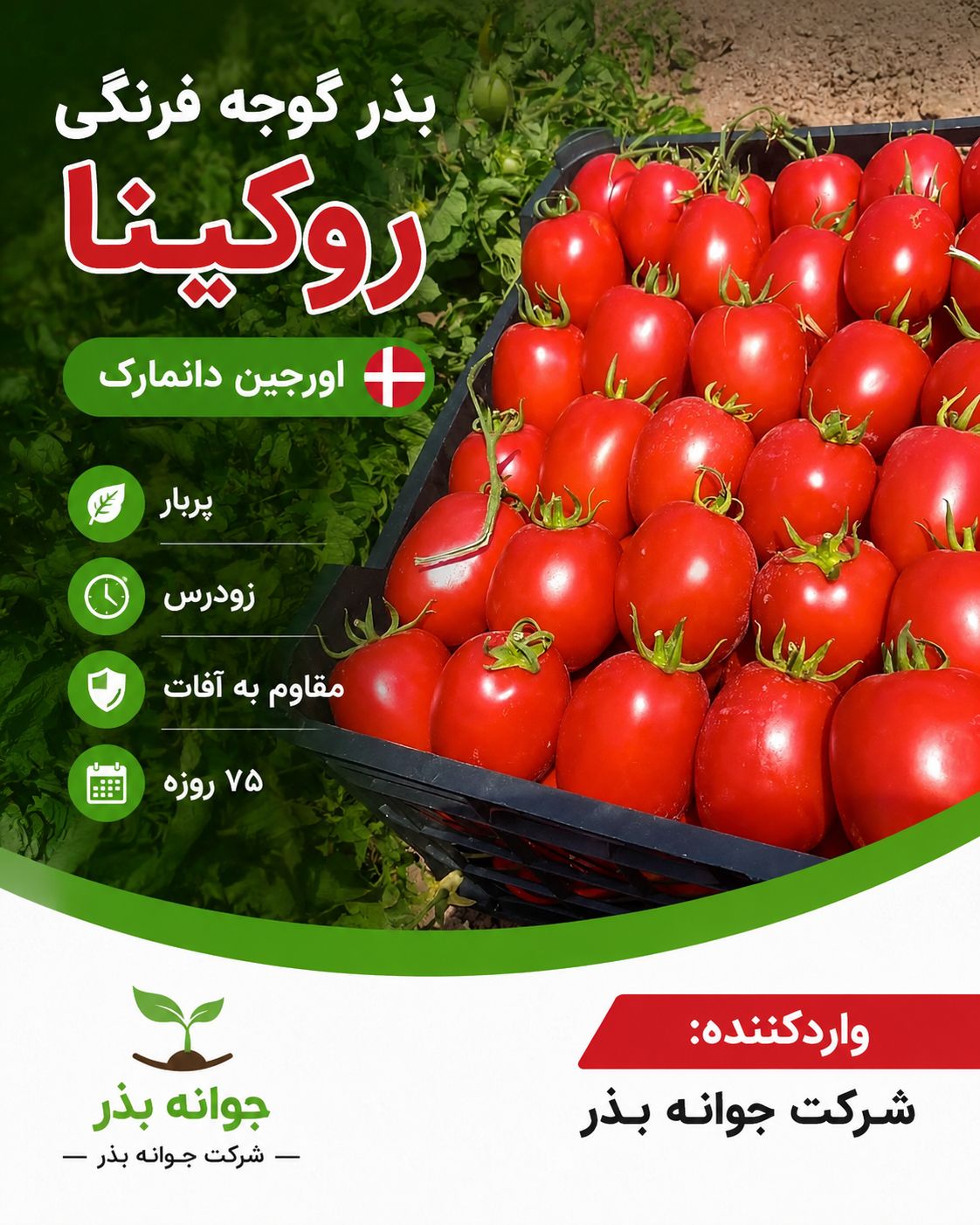 بذر گوجه فرنگی روکینا