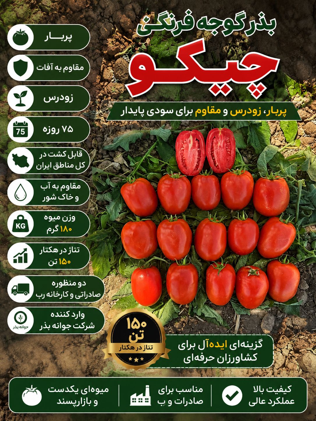 بذر گوجه فرنگی چیکو