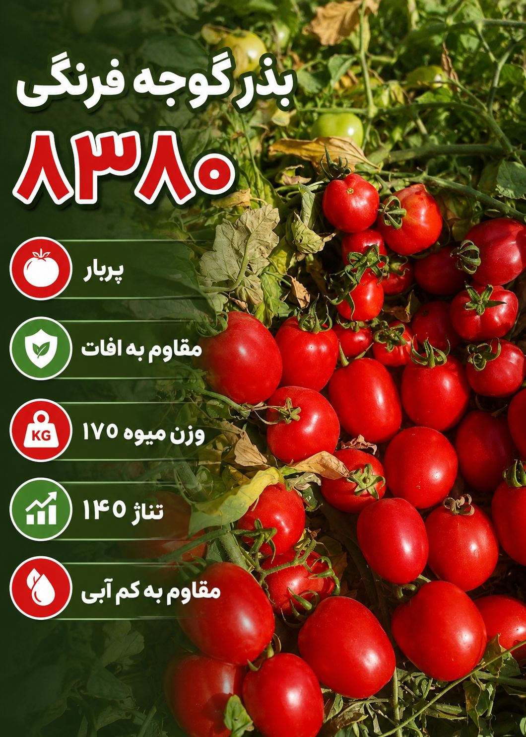بذر گوجه فرنگی 8380