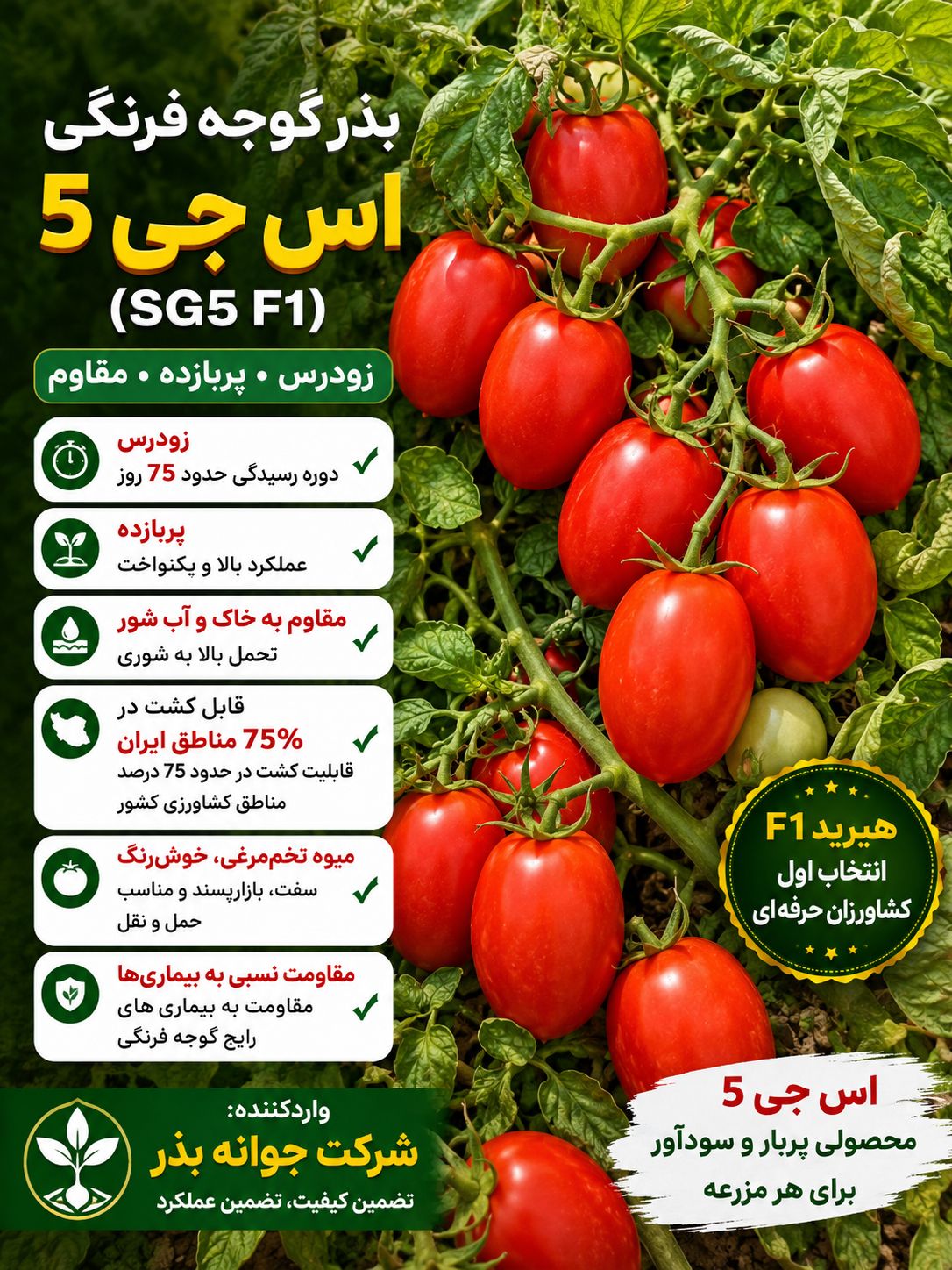 بذر گوجه فرنگی اس جی 5