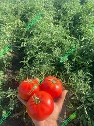عناصر غذایی مورد نیاز گوجه فرنگی