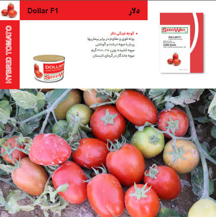 بذر گوجه فرنگی دلار