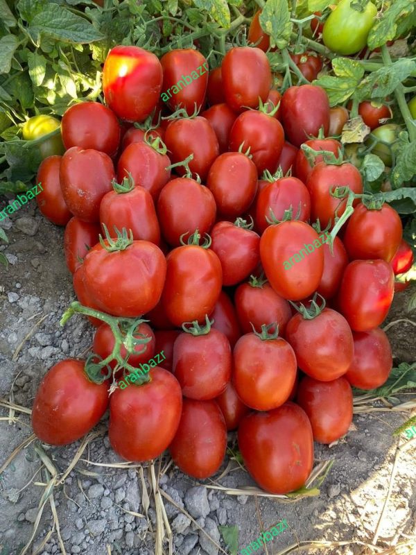 بذر گوجه فرنگی الا