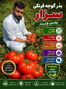 بذر گوجه فرنگی سزار - آراز بذر