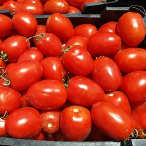 بذر گوجه فرنگی دلار