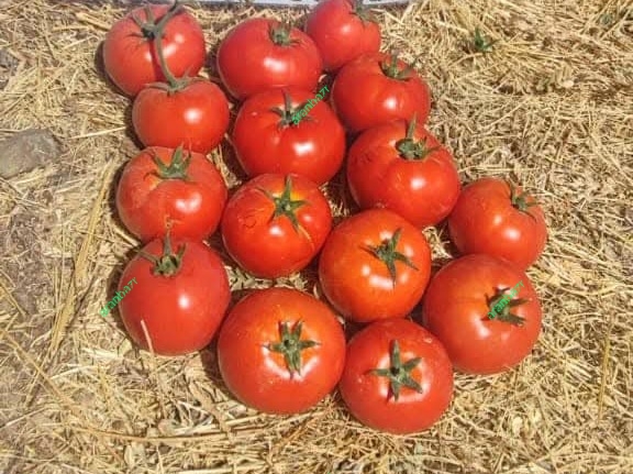 بذر گوجه فرنگی سزار