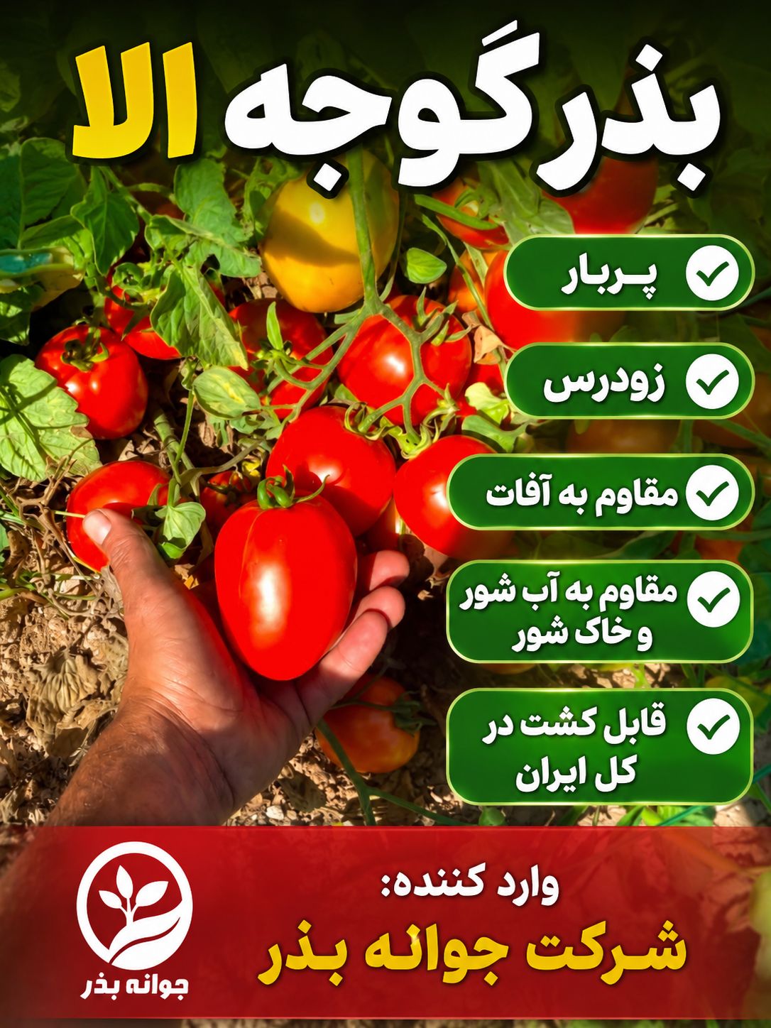 بذر گوجه فرنگی مناسب مناطق آذربایجان غربی