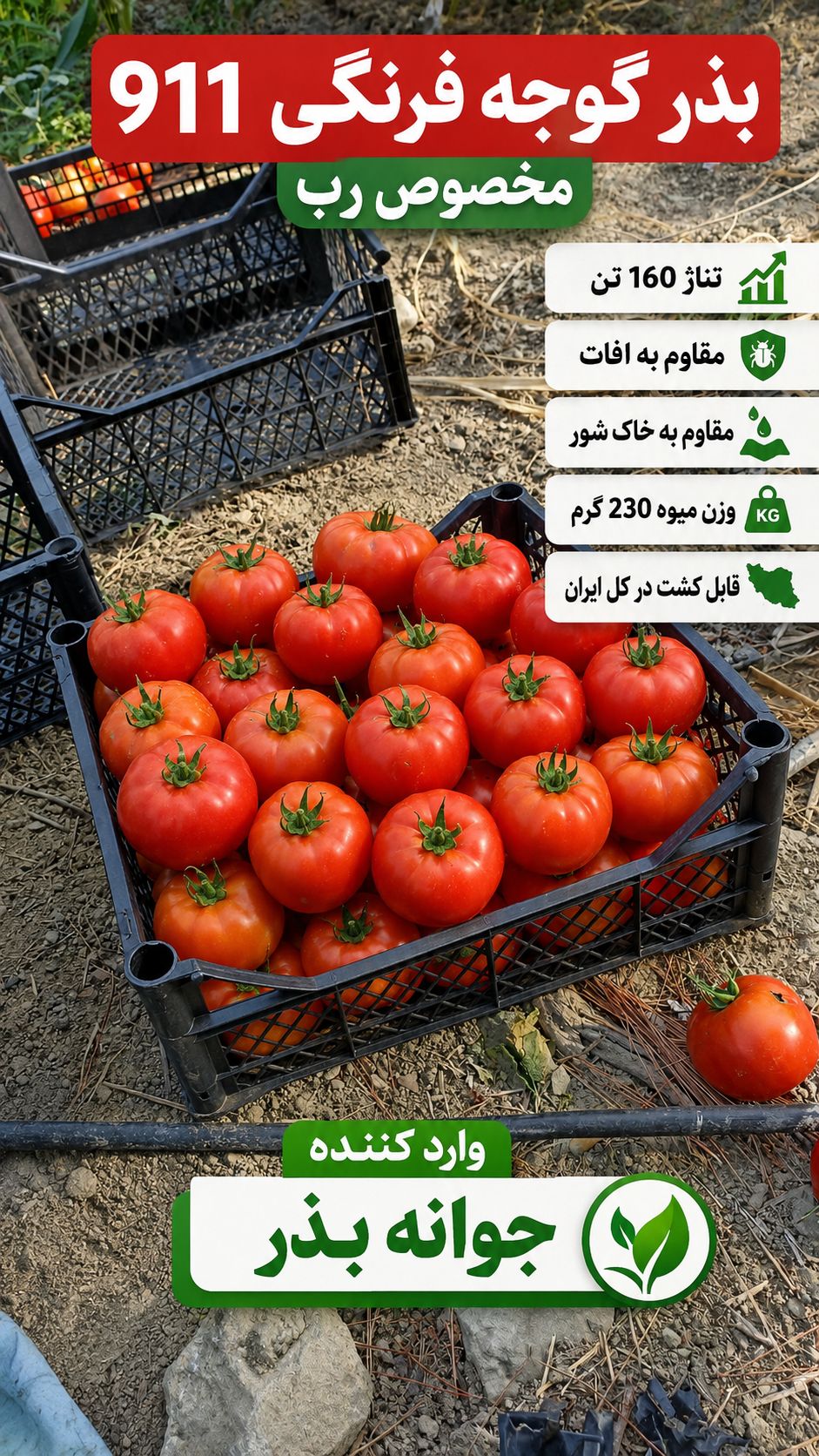 بذر گوجه‌ فرنگی کا 911