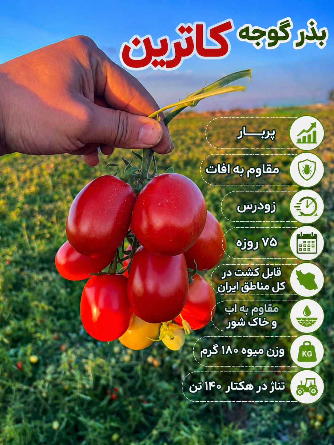 بذر گوجه فرنگی کاترین