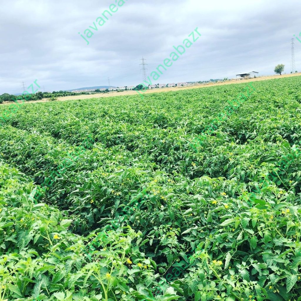 بذر گوجه فرنگی بدرو