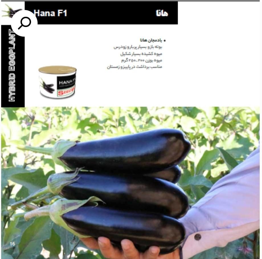 بذر بادمجان هانا
