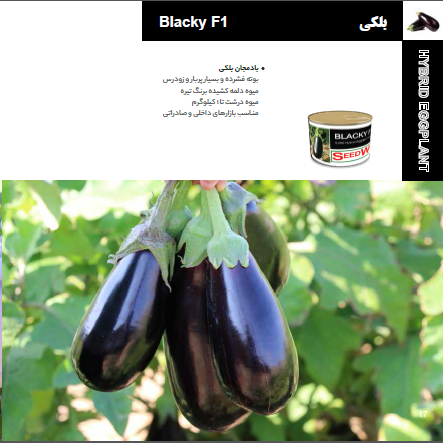 بذر بادمجان بلکی