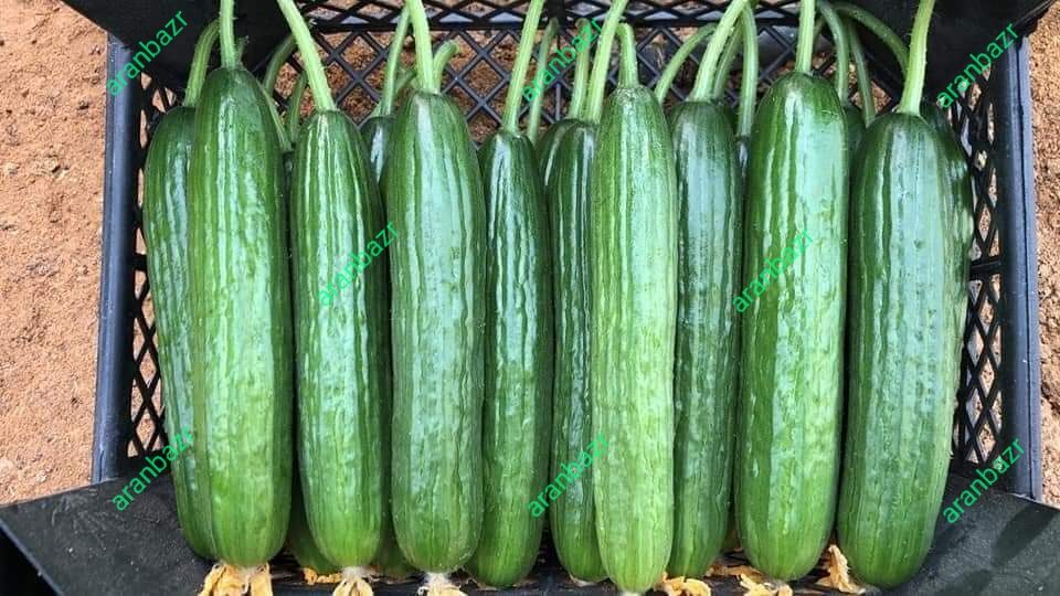 بذر خیار گلخانه ای پاریس
