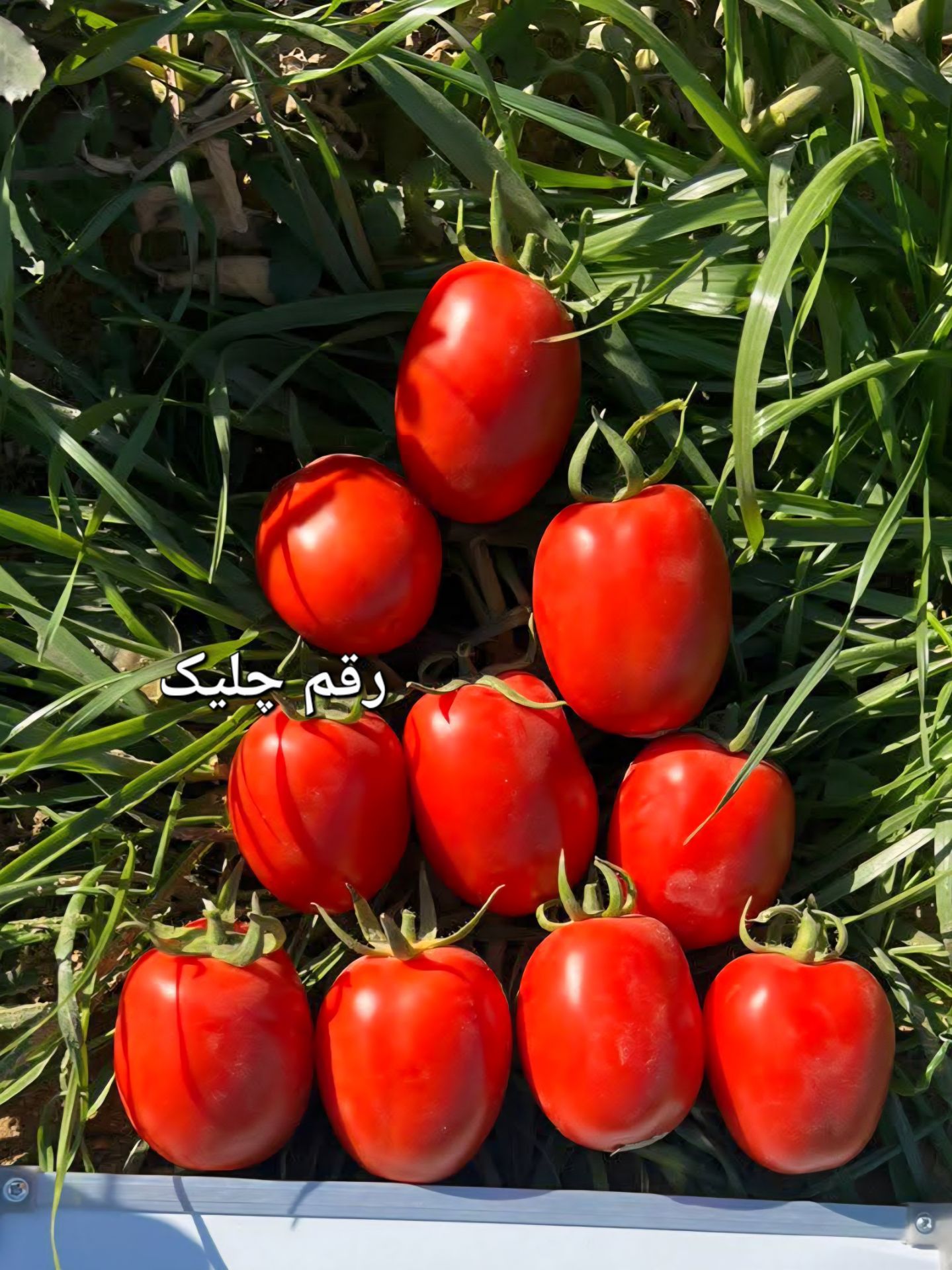 بذر گوجه فرنگی چلی