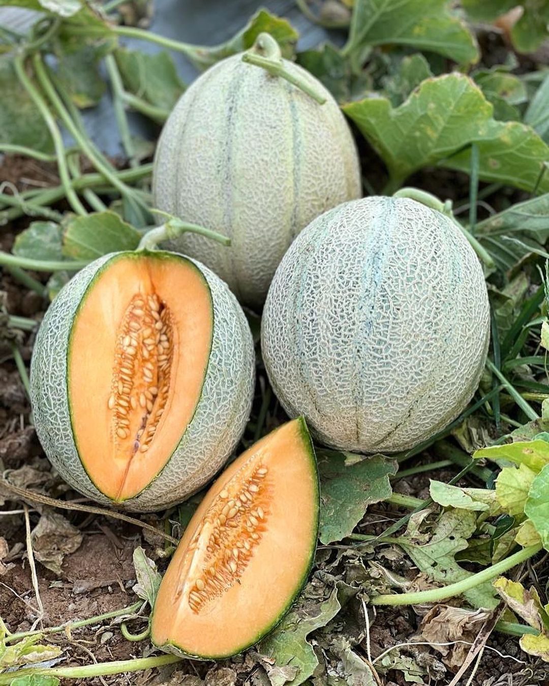 خربزه ساوین