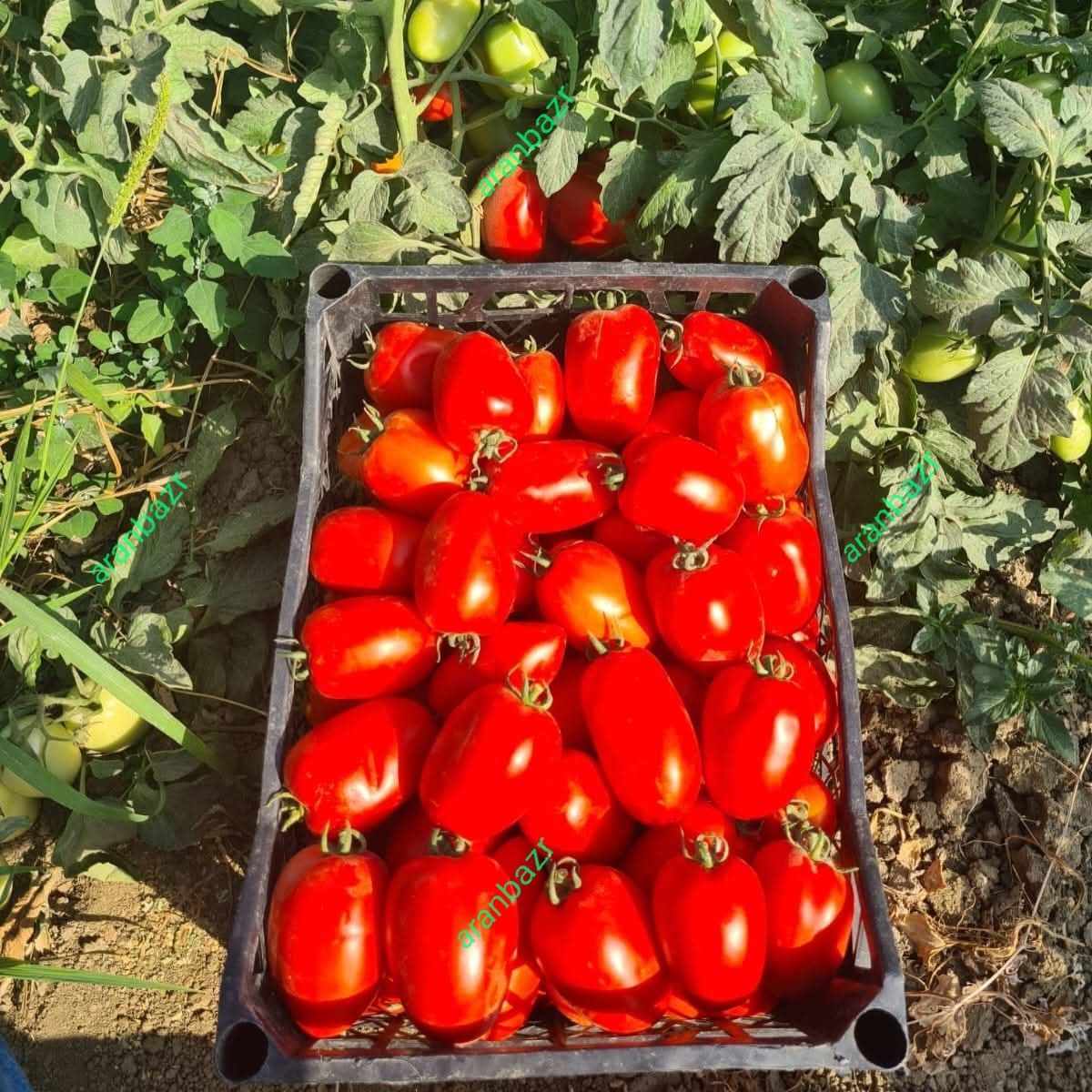 بذر گوجه روم