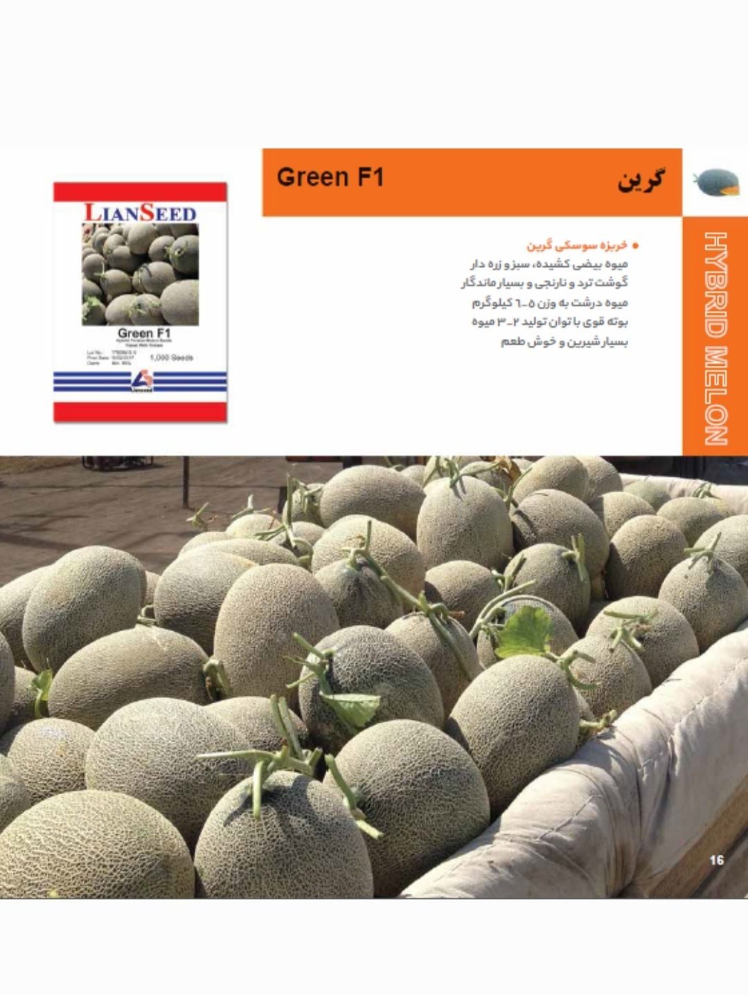 بذر خربزه گرین