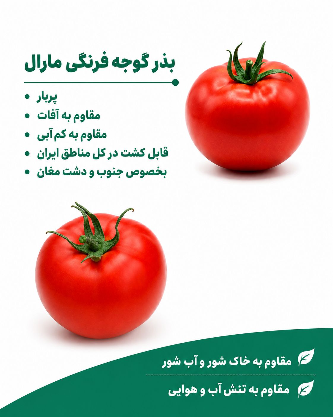 بذر گوجه فرنگی مارال