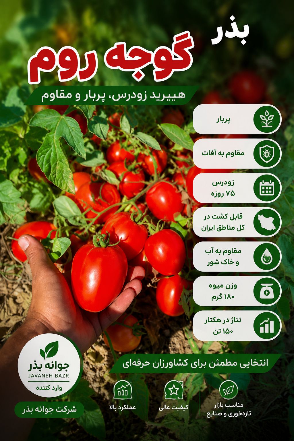 بذر گوجه روم