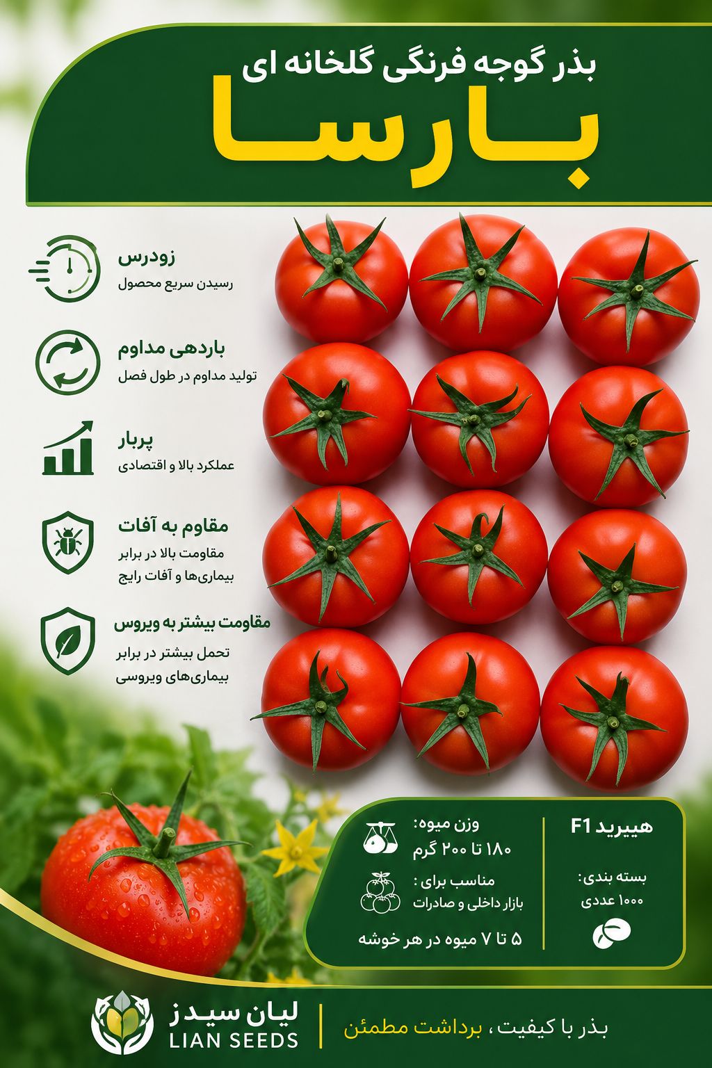 بذر گوجه فرنگی بارسا