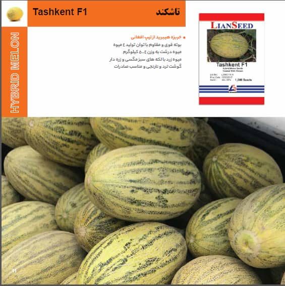 بذر خربزه تاشکند