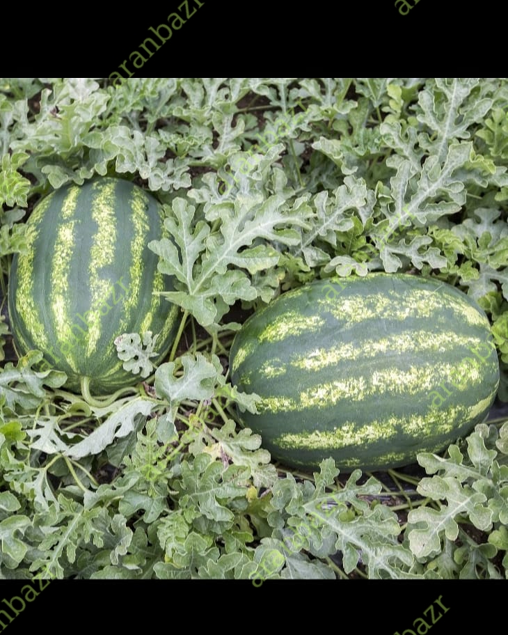 هندوانه دالاس