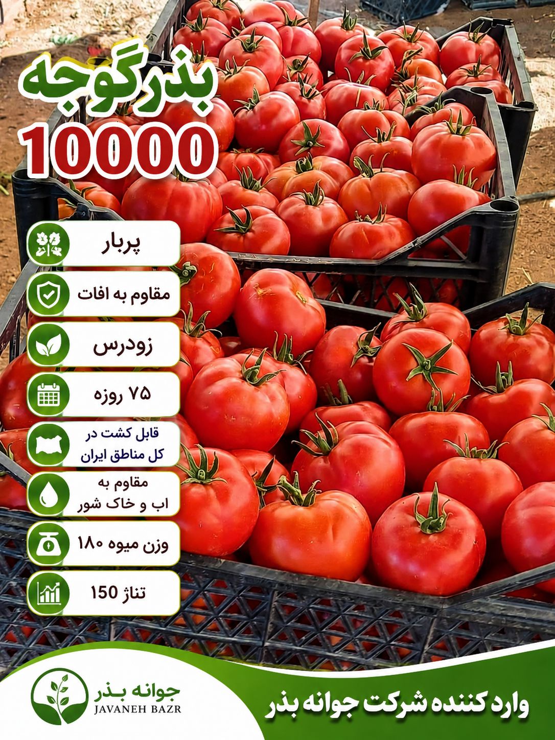 بذر گوجه هیبرید 10000