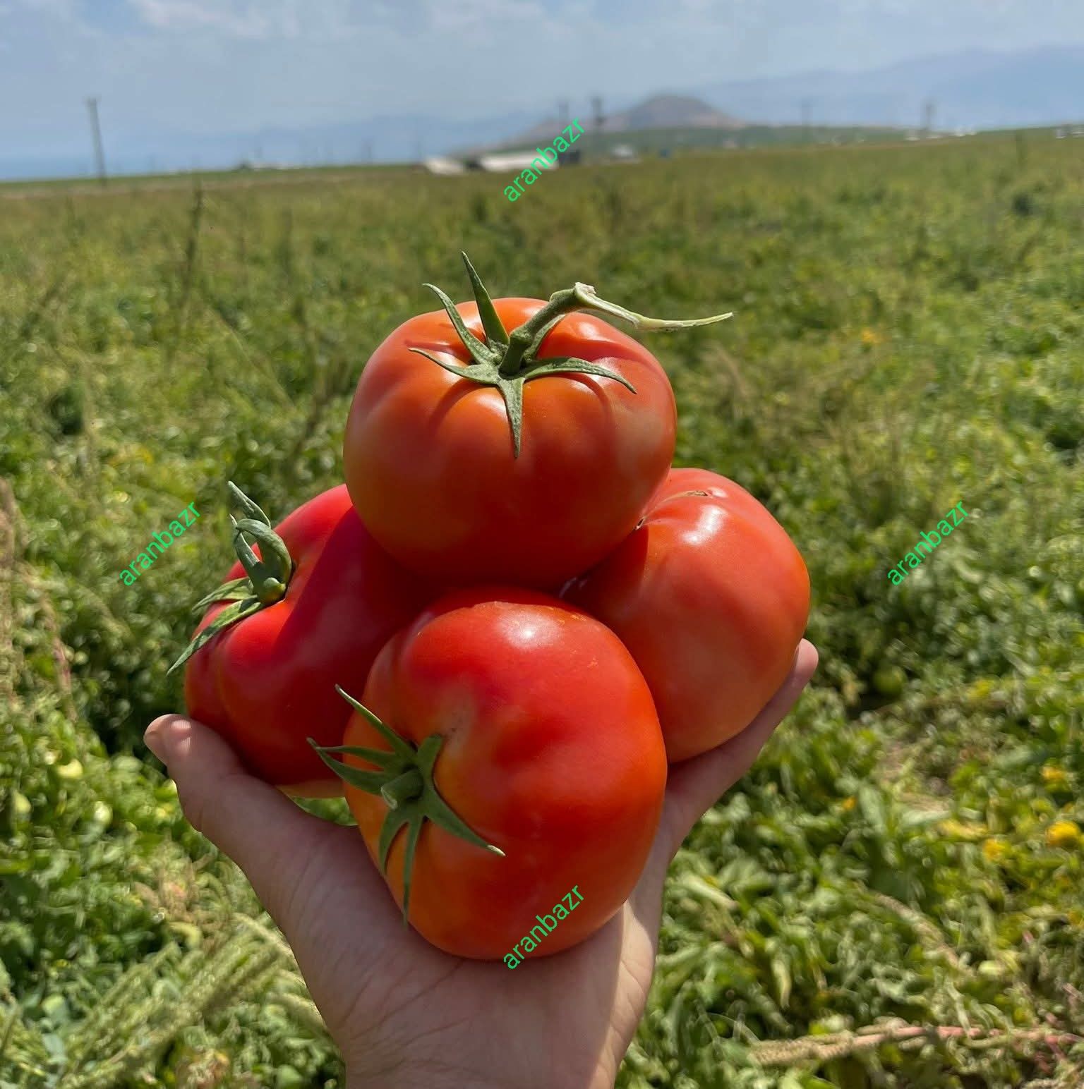 بذر گوجه فرنگی 8321