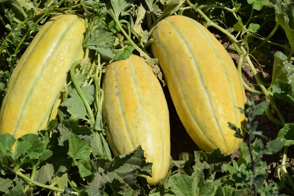 کودهای مورد نیاز برای کشت خربزه