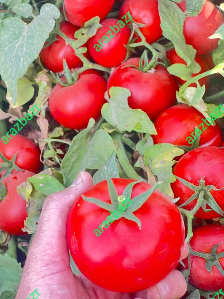 پربارترین رقم گوجه 10000