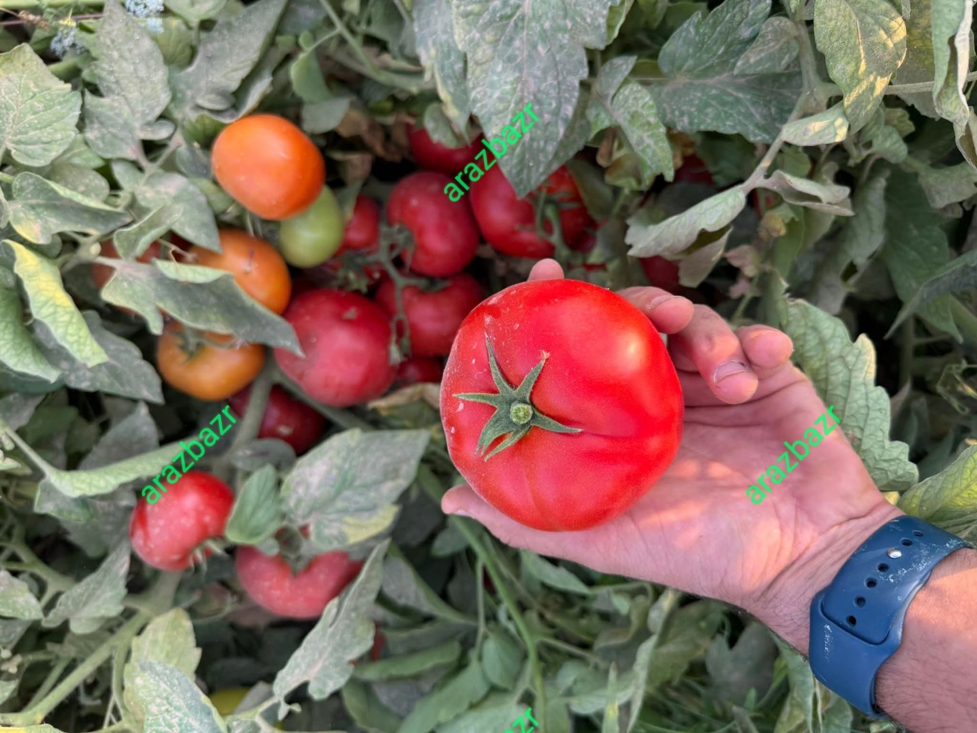 بهترین بذرگوجه فرنگی یارس