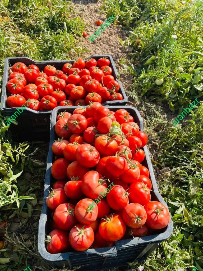 بذر گوجه یارس مقاوم به اتشک و مگس سفید