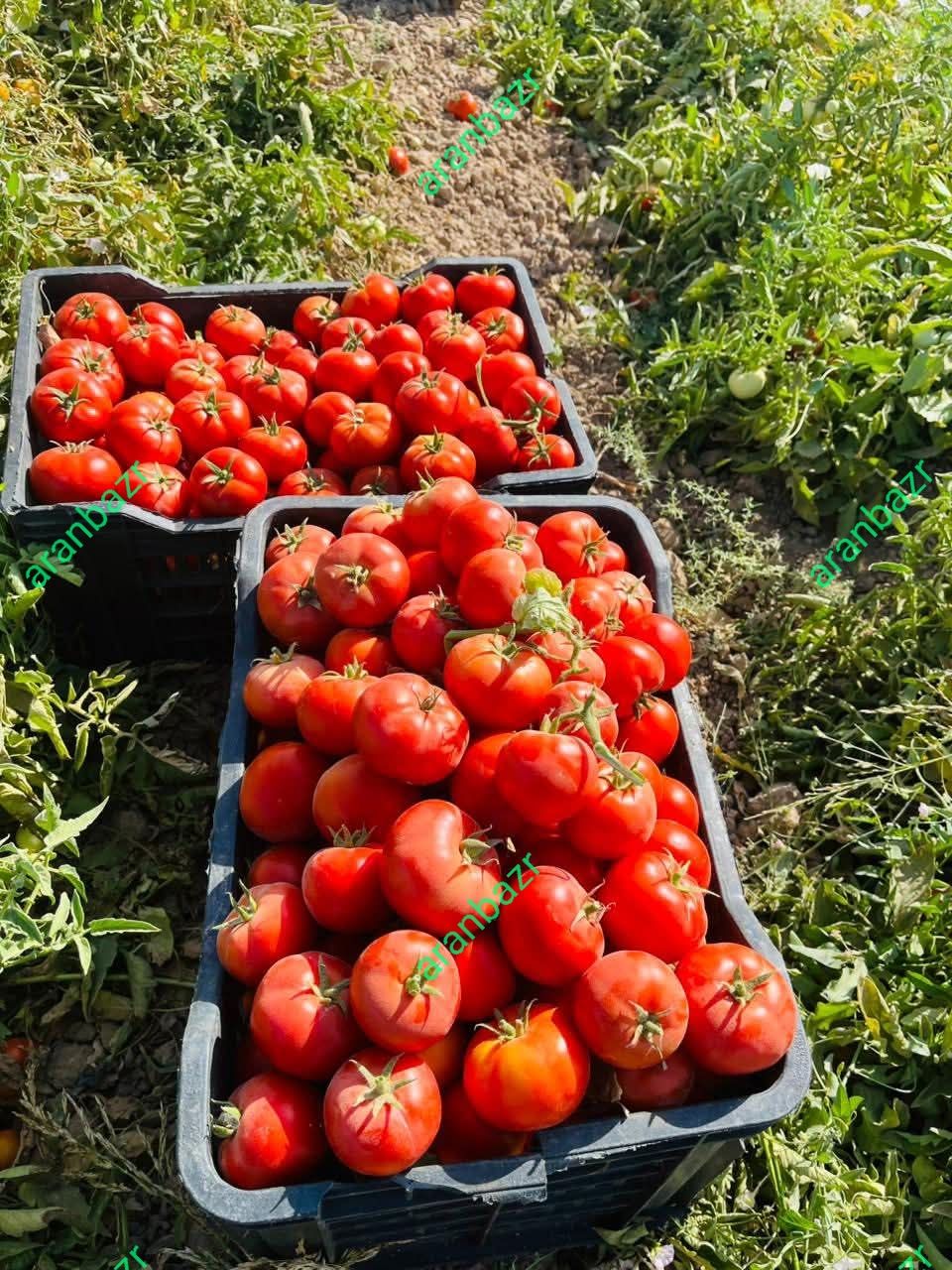 بذر گوجه یارس مقاوم به اتشک و مگس سفید