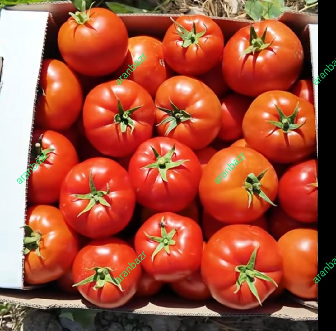 بذر گوجه هیبرید 10000