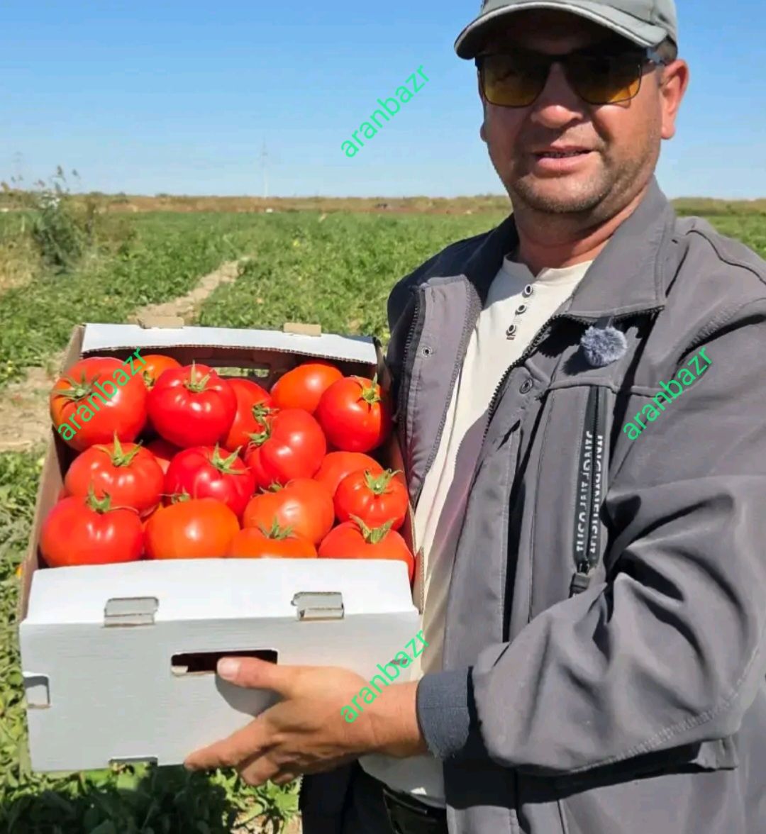 بذر گوجه فرنگی یارس