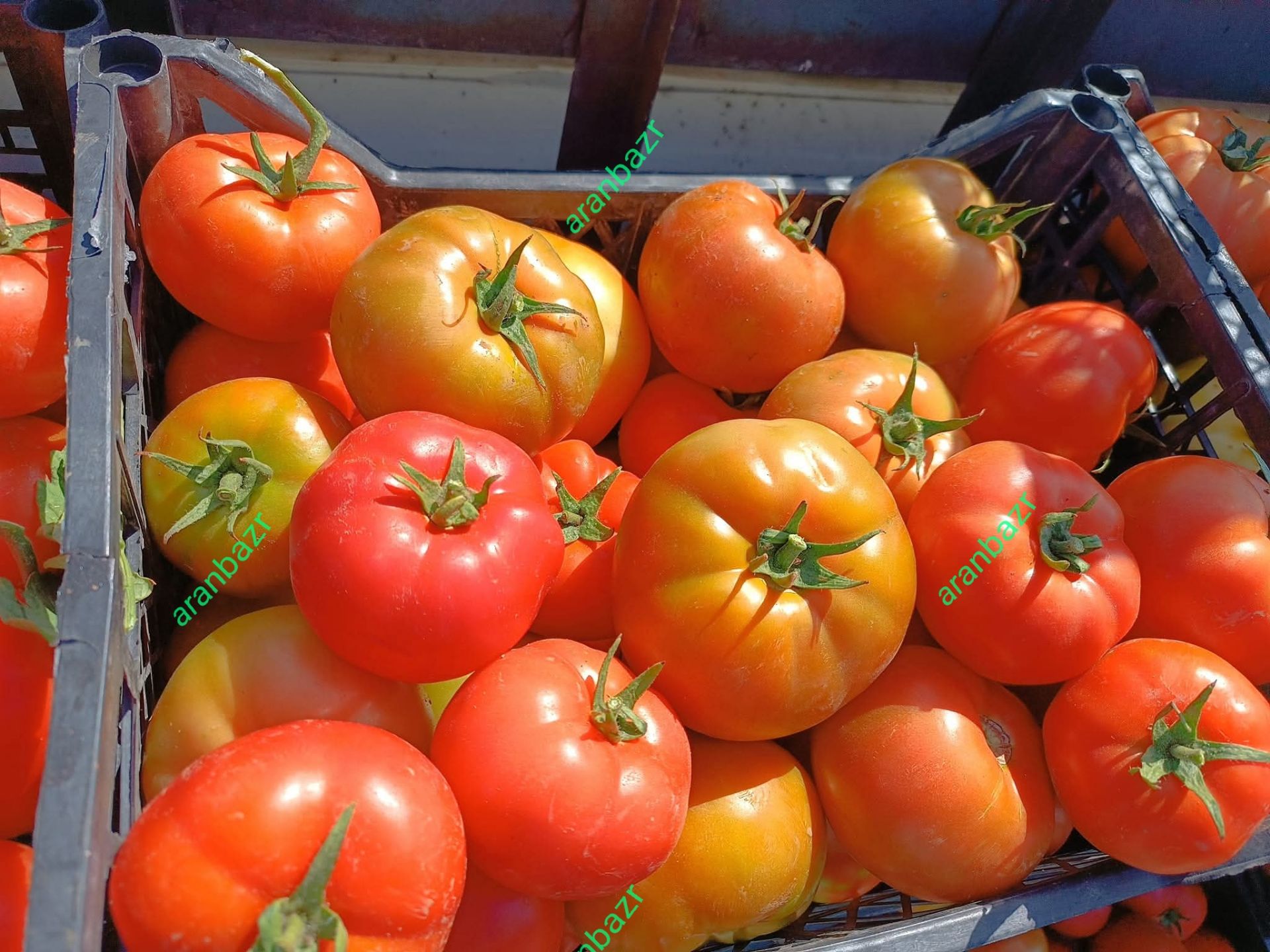 بذر گوجه فرنگی تالیسمان