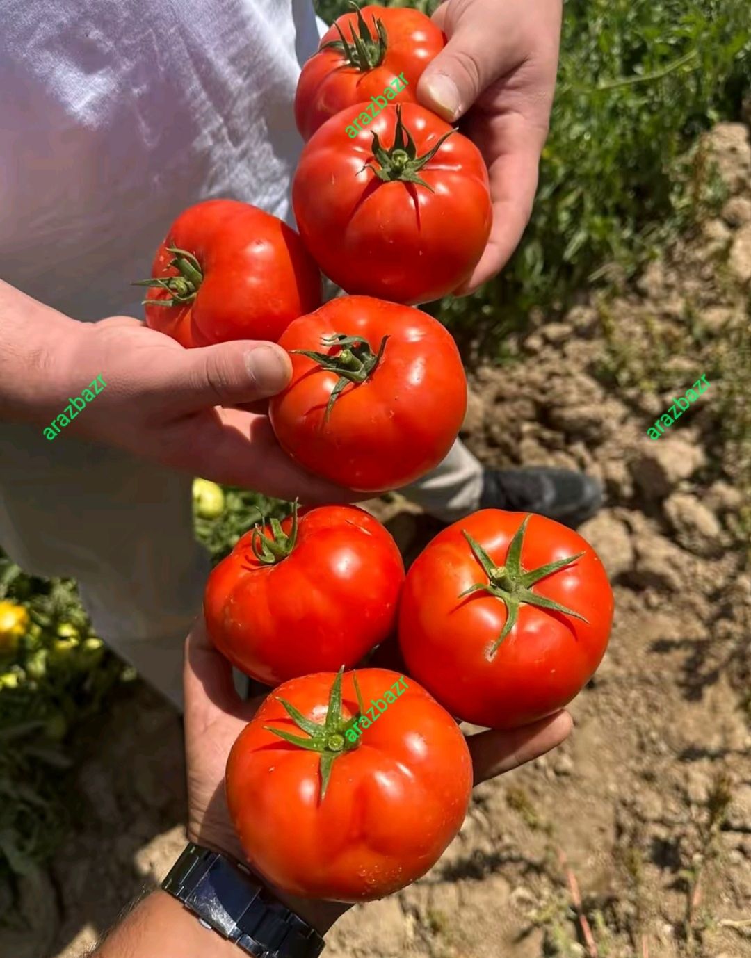 بذر گوجه فرنگی تارلا