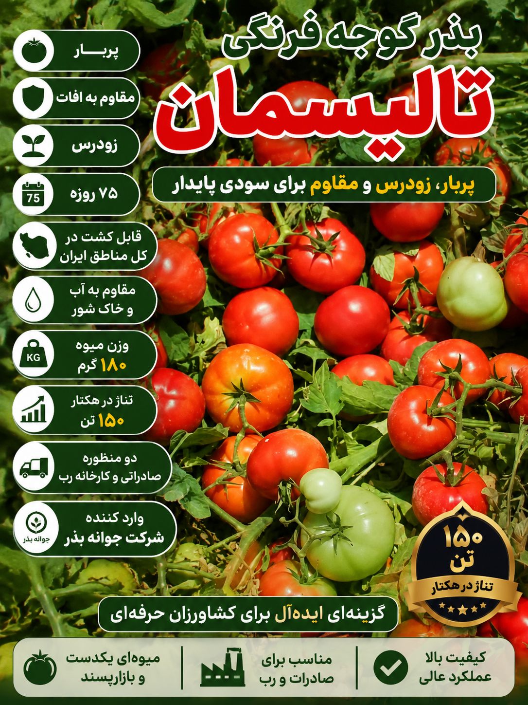بذر گوجه فرنگی تالیسمان
