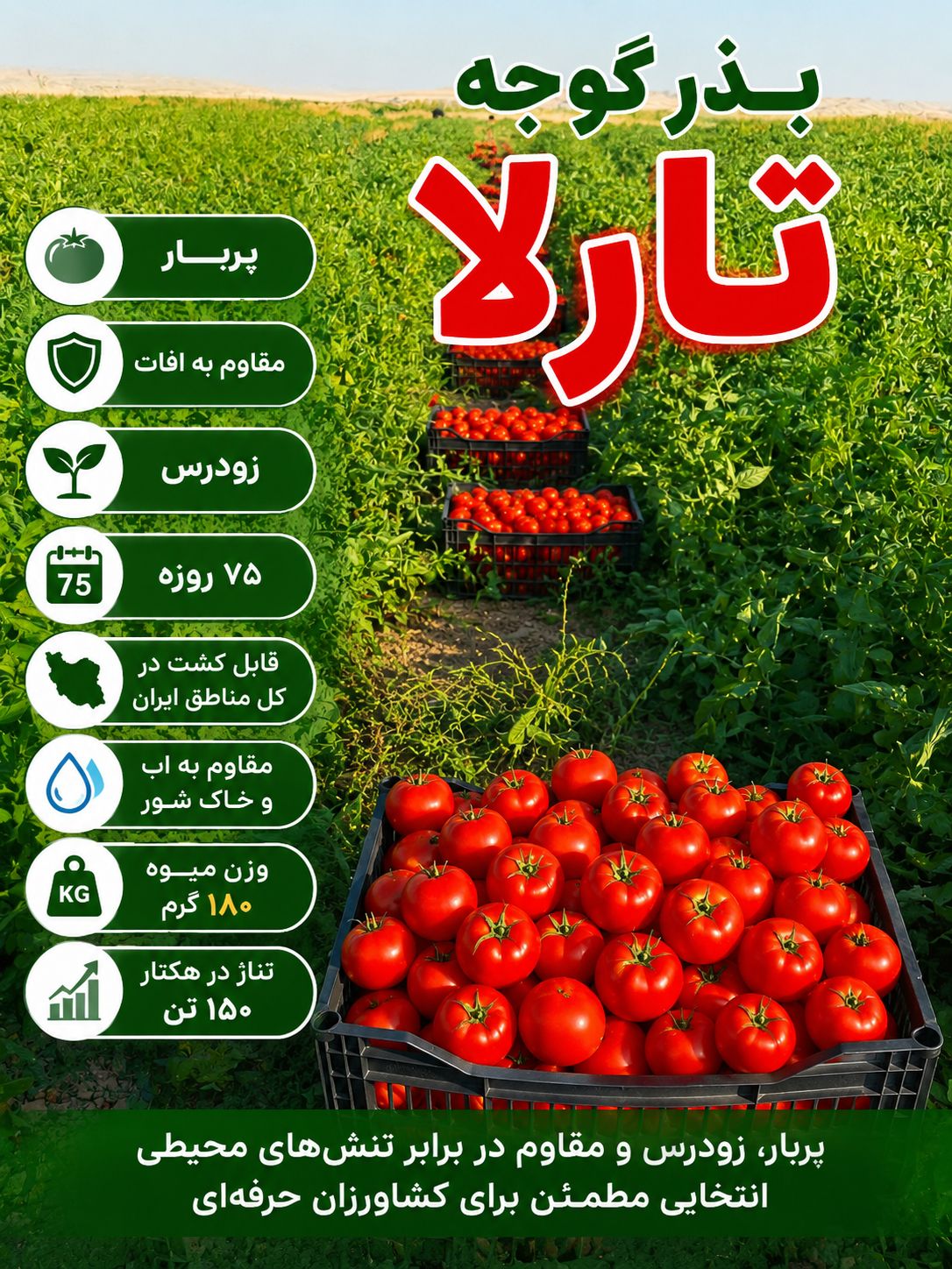 بذر گوجه فرنگی تارلا