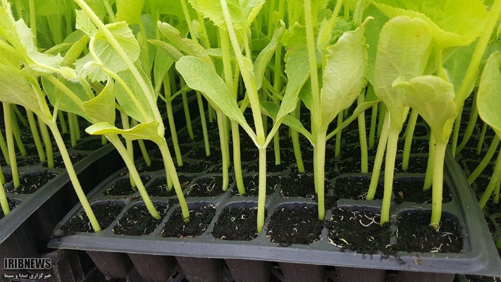 کاشت نشاء خربزه