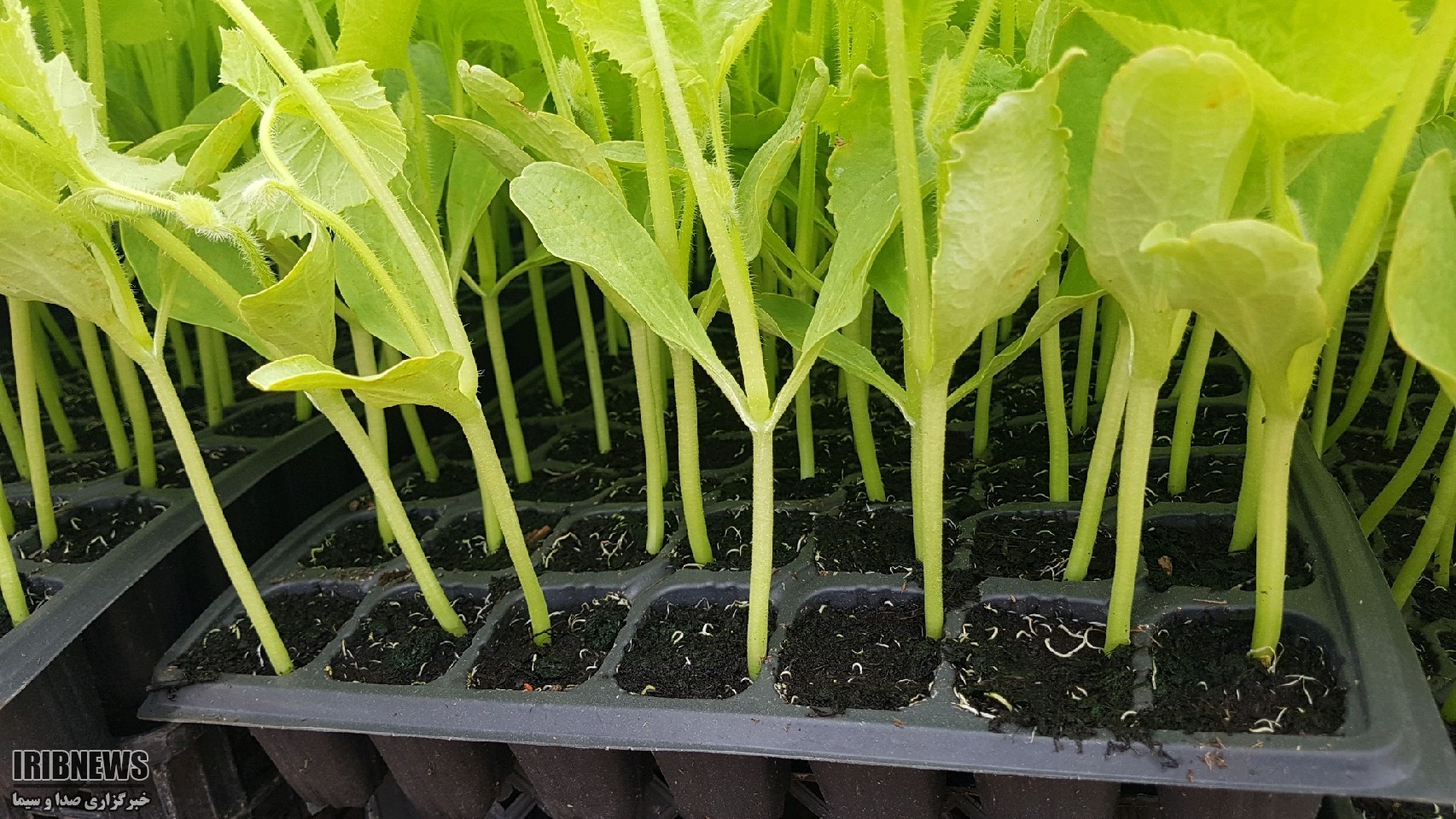 کاشت نشاء خربزه