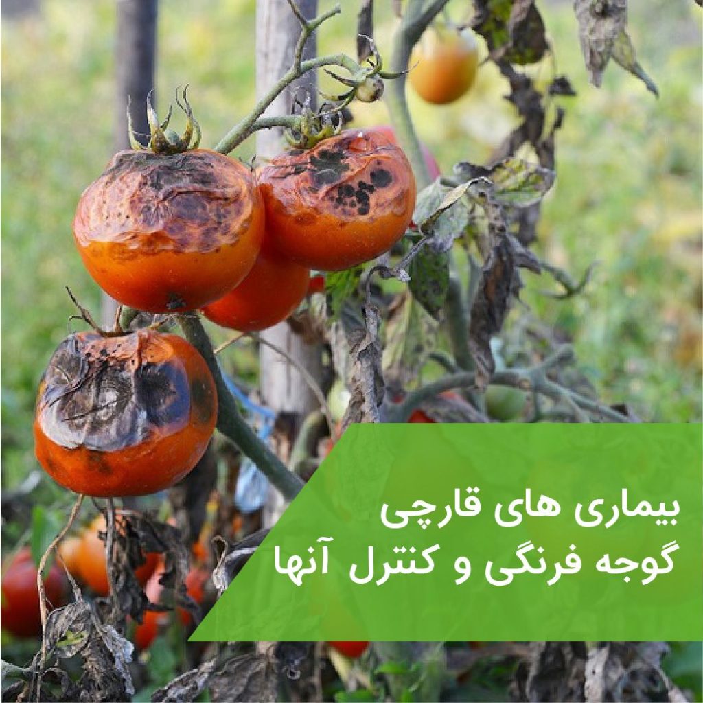 تشخیص قارچ در گوجه فرنگی