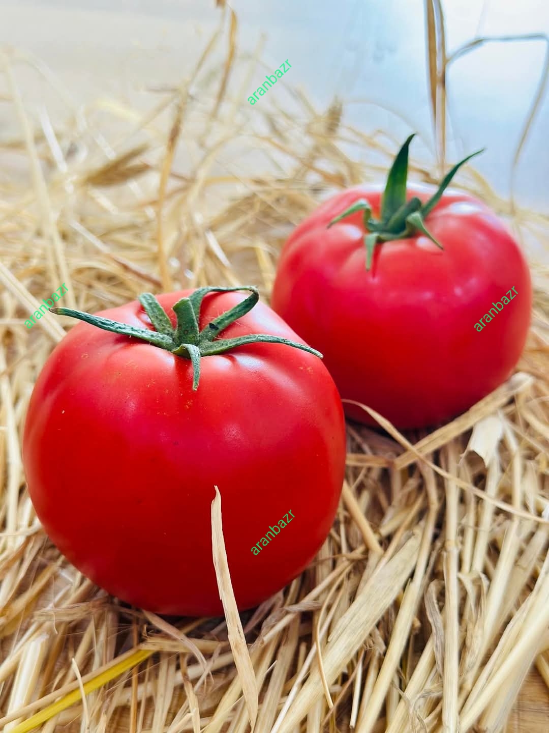 شرایط تغذیه گوجه فرنگی در بهار و تابستان