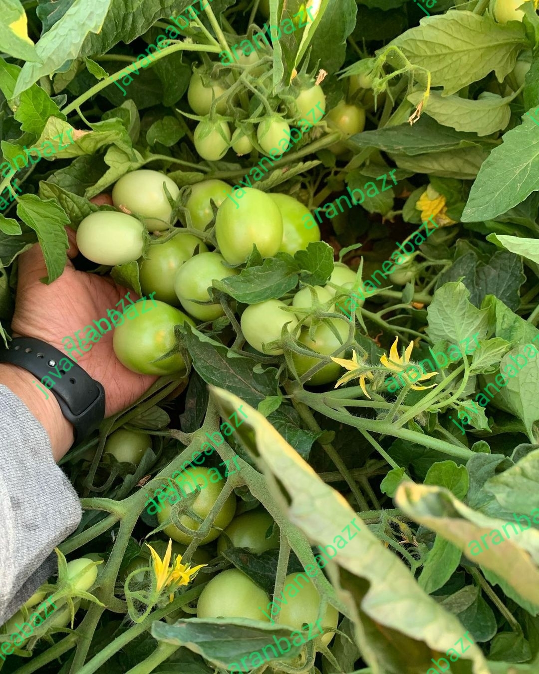 کارایی کود پتاس در مزرعه گوجه